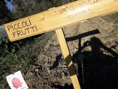 piccoli-frutti